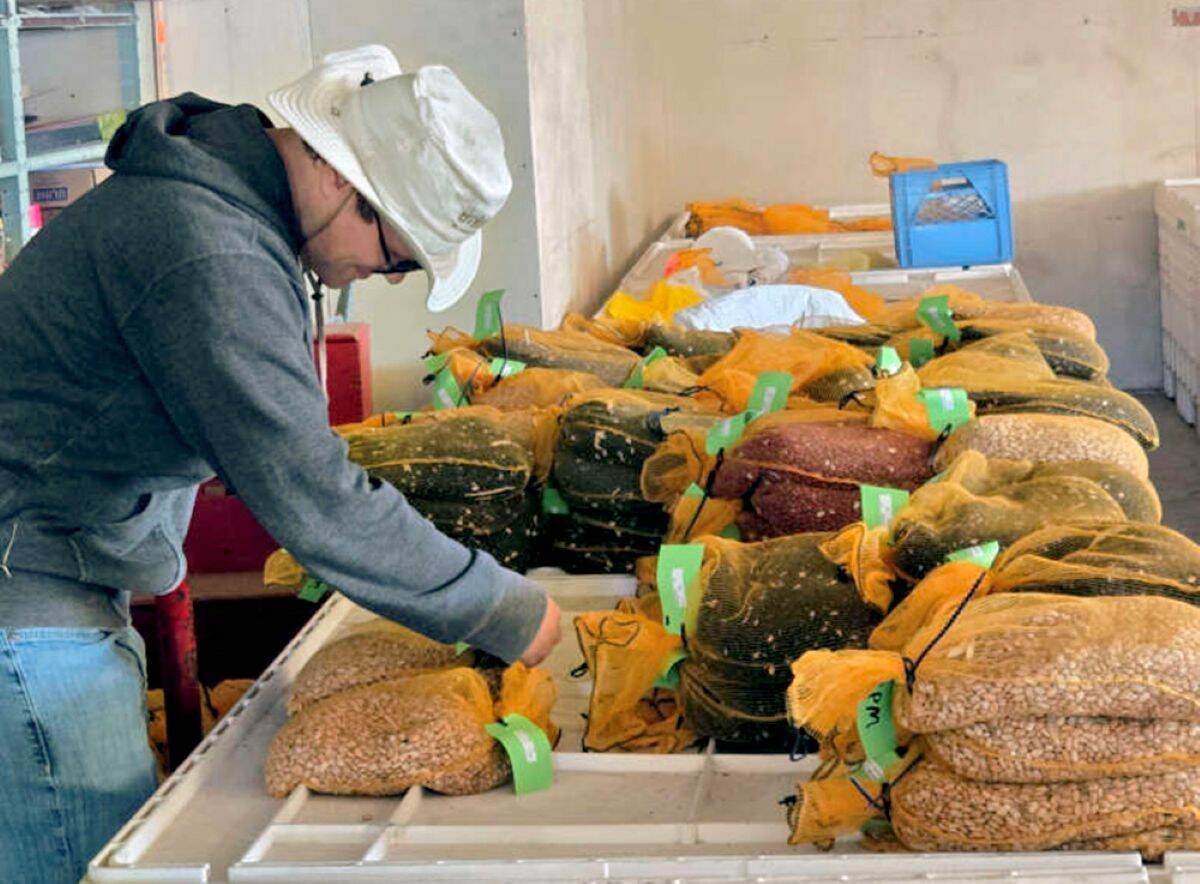 A worker in a white bucket hat and grey hoodie sorts orange mesh bags of dried beans in white bins. Photo: University of Guelph