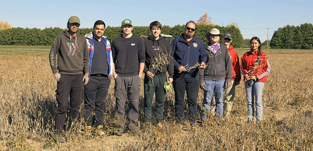 Eight people stand in a mature dry bean field, several holding dried bean plants, with a tree line behind them. Photo: University of Guelph