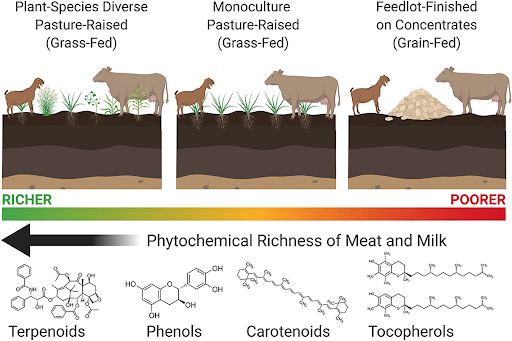 phytochemical richness of meat