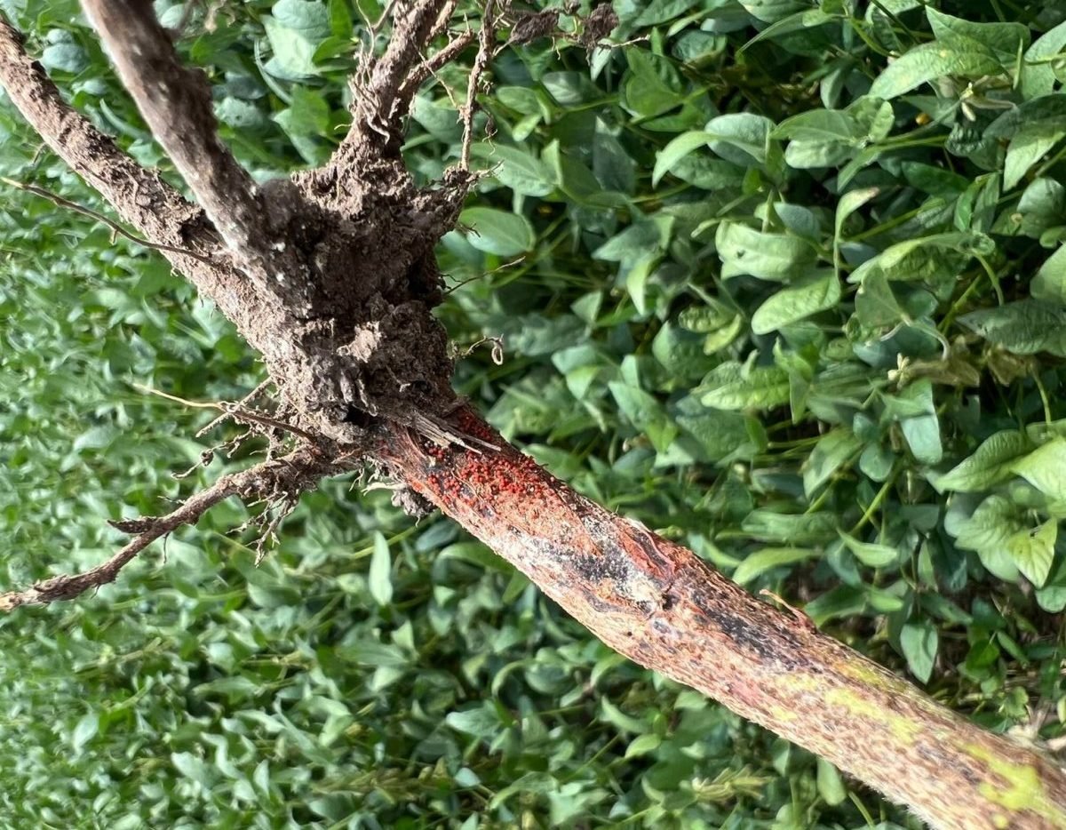 Rotted soybean plant root due to red crown rot.