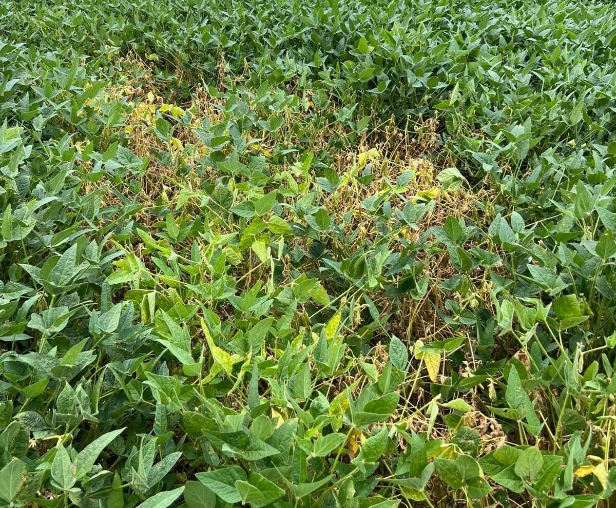 Red crown rot in soybean plant