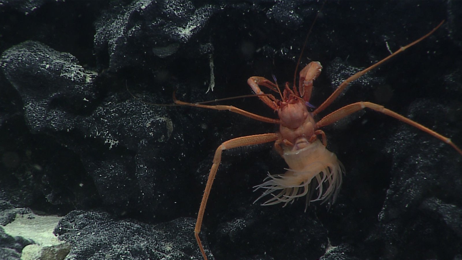A hermit crab and anemone