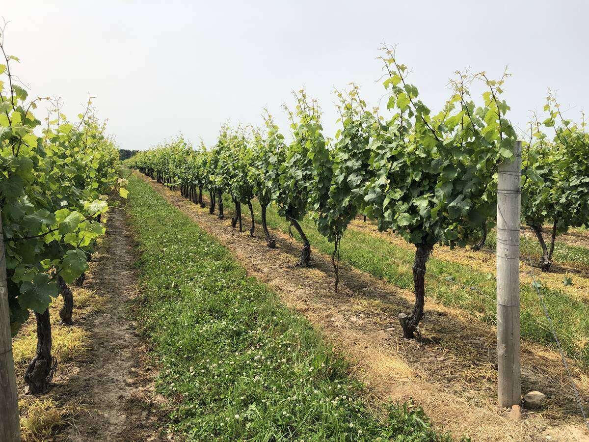 Fruit crops such as wine grapes are very vulnerable to weather damage as temperature swings become more extreme. Photo: Lilian Schaer