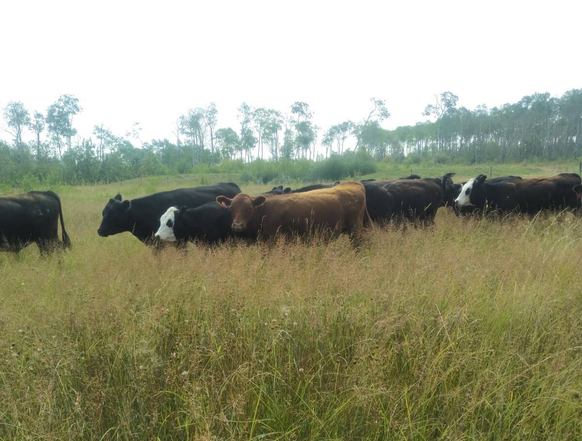 Cattle graze on land that has been in the Lee family for generations near Amaranth, Man. Photo: Submitted