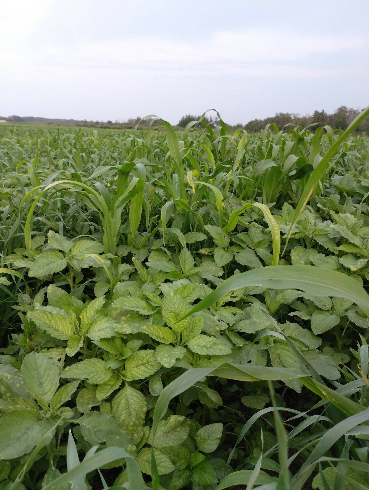 Crops grow on the Lee’s farm near Amaranth, Man. Mossy Rock Cattle Company is primarily a ranch, with most crops going to cattle feed. Photo: Submitted