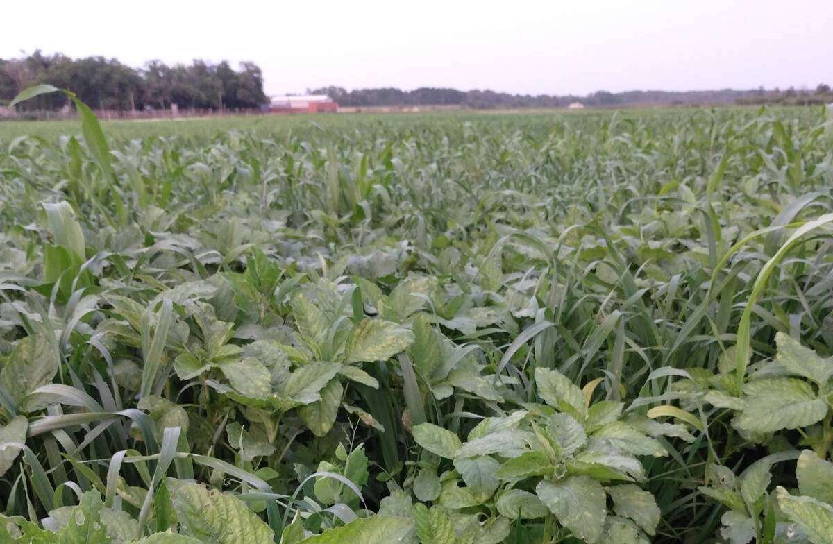 As of 2019, Mossy Rock Cattle Company has been a zero-till farm and has been incorporating regenerative agriculture. Photo: Submitted