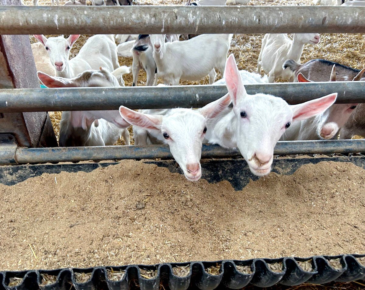 Dairy goats  Photo: Zak McLachlan