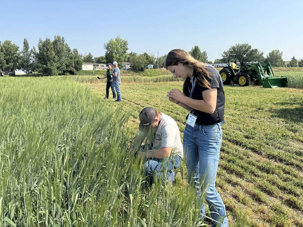 Afton LaFreniere and Jesse Kreese, agriculture students from Shellbrook Co-op, inspect a durum plot that was planted to illustrate crop weed competition at different seeding rates as part of the Crop Diagnostic School in Swift Current, Sask., July 29-30. Photo: William DeKay