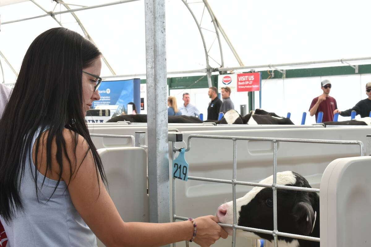 A visitor reaches through a gate to touch the nose of a Holstein calf in a poly stall. Photo: Canada's Outdoor Farm Show
