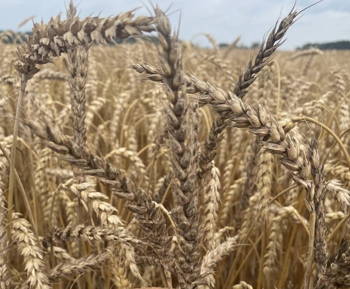 Several blackened and unfilled heads in an Ontario wheat crop. Photo courtesy Joanne Follings