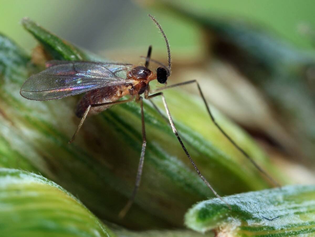 Close-up of an orange wheat blossom midge, in its fly stage, on a wheat head in Poland in 2021. Photo: Tomasz Klejdysz/iStock/Getty Images