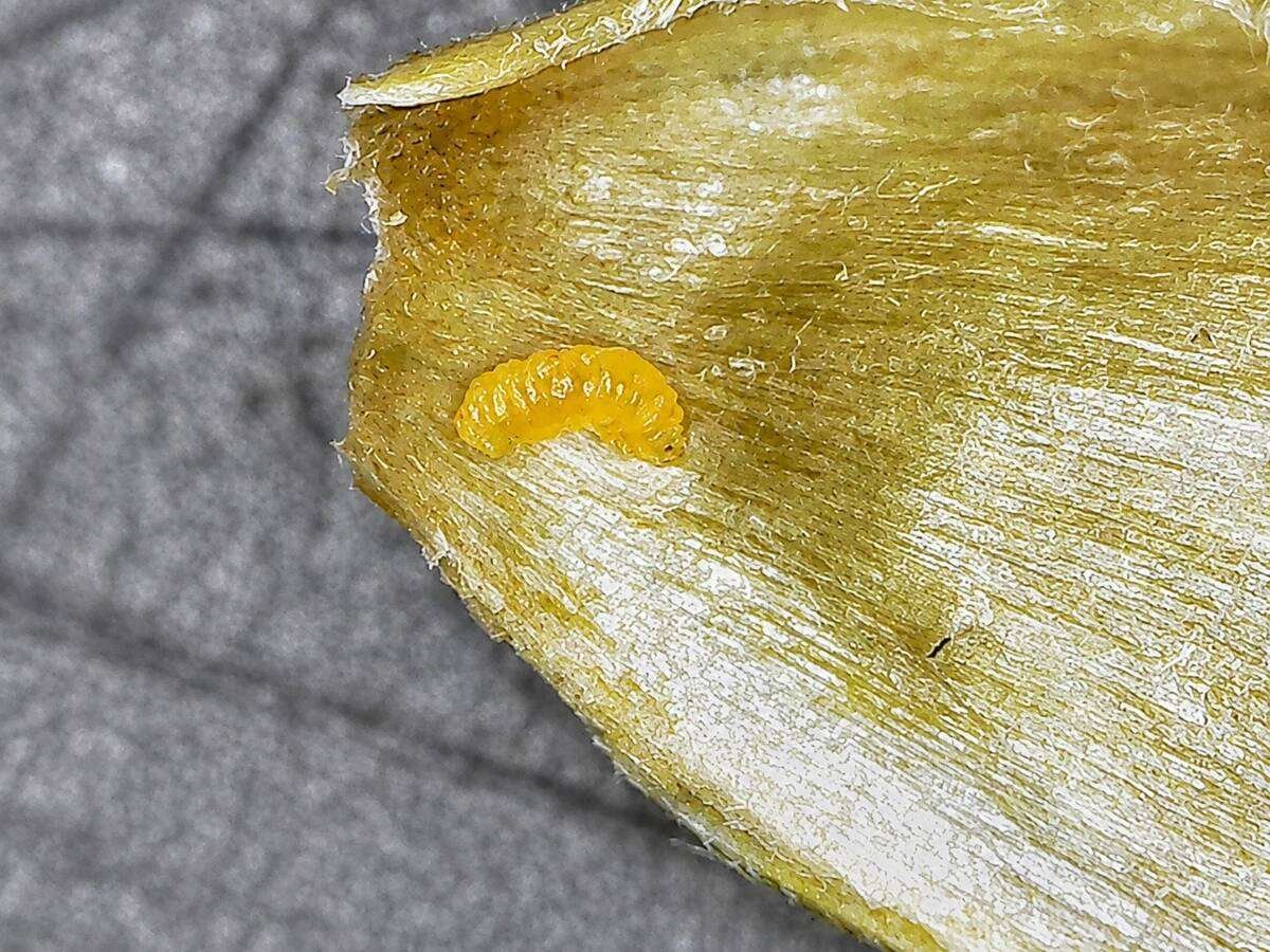 An orange wheat blossom midge in its destructive larval form. Photo: Ellen Sparry