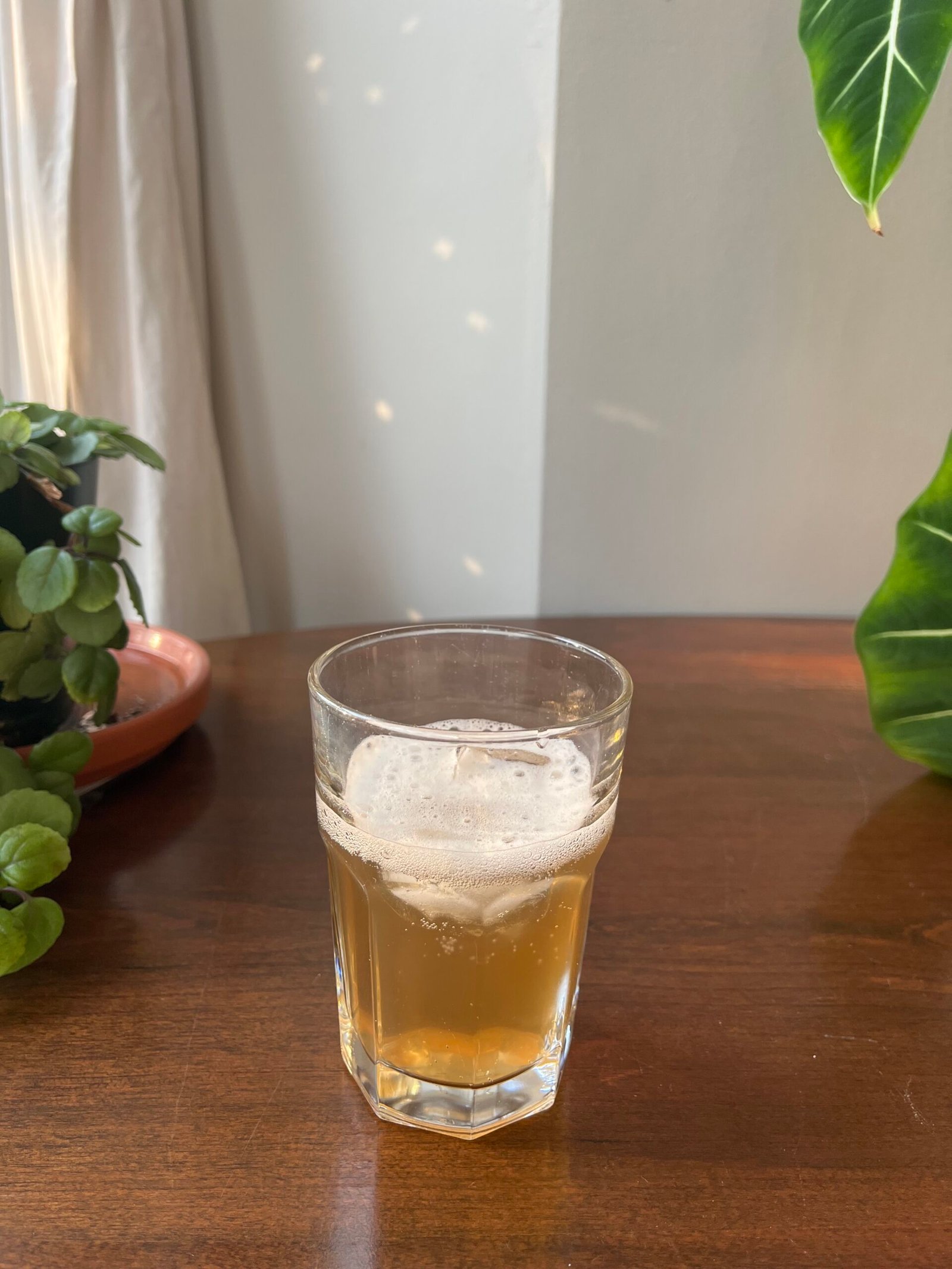 A glass of amber-colored liquid with a foamy head sits on a wooden surface, surrounded by green potted plants. Light filters through a window in the background.