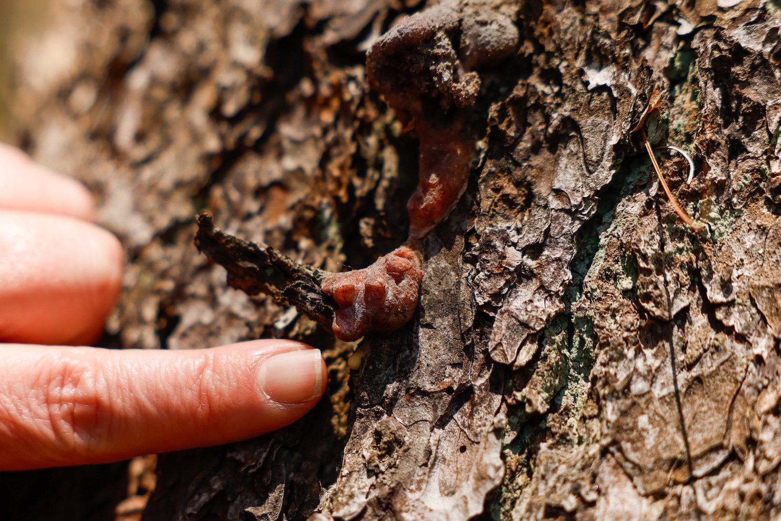 A finger points to a souther pine beetle covered in residue, resting atop tree bark