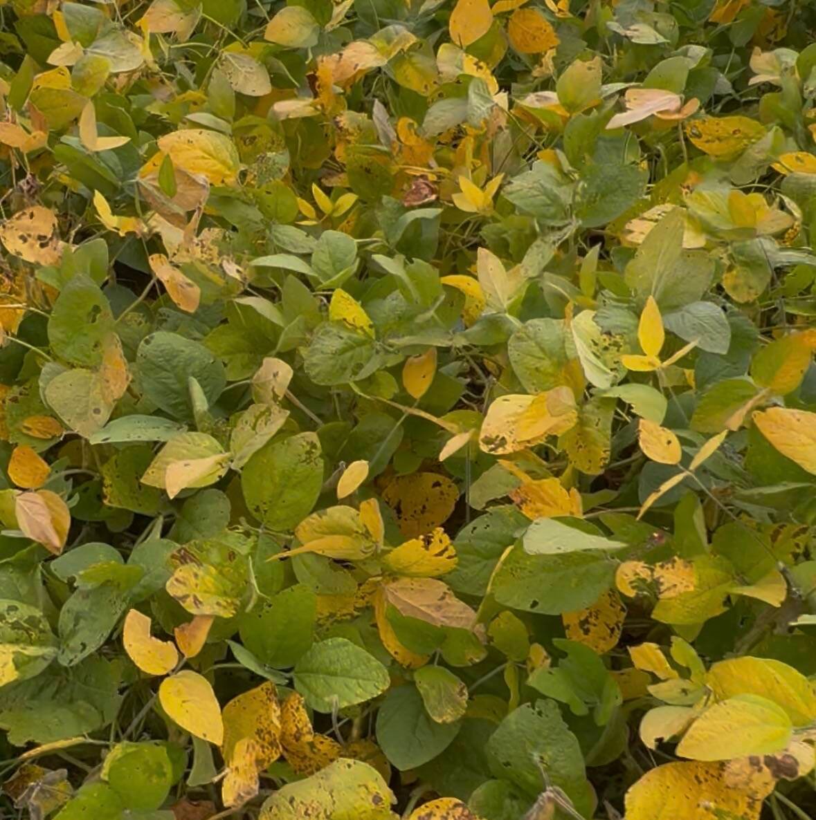 Canada’s Outdoor Farm Show showcases the latest trends in agronomy, including soybean varieties offering resistance to up to five herbicides.
Photo: Sarah McGoldrick