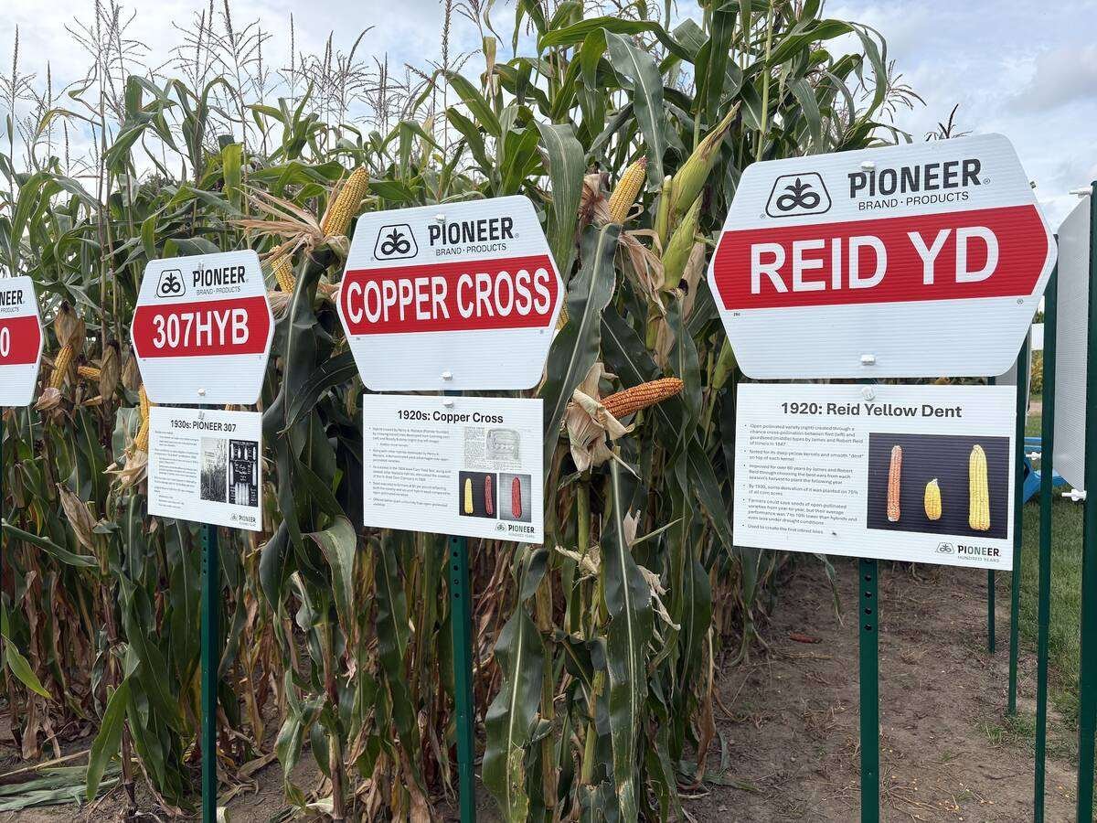 The 2026 Canada’s Outdoor Farm Show featured a broad range of seed hybrids and varieties with some dating back more than 100 years, as part of Pioneer’s 100th year anniversary plots. Photo: Sarah McGoldrick
