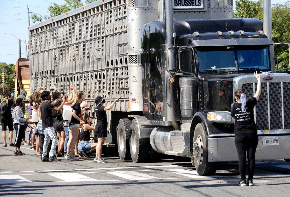 Animal rights activists blocking and swarming transport trailers full of pigs to spray water at them was a regular occurrence at Sofina Fearmans Pork, Inc. processing facility in Burlington before the Security from Trespass and Protecting Food Safety Act, 2020, came into effect. Photo: Diana Martin