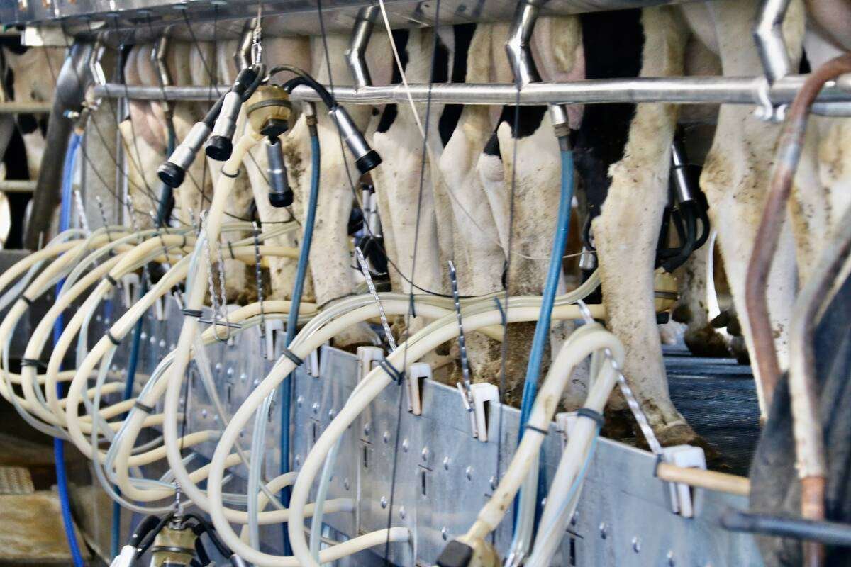 Genomic testing has sped up genetic gain in dairy cattle, but some now question whether the classification which helped to prove genomic accuracy needs to be as widespread. Photo: File