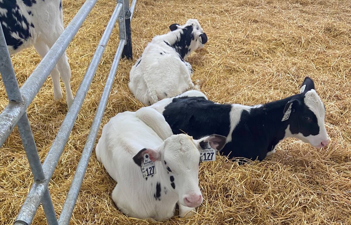 Calf protocols help make sure all calves get equal treatment, but shared data can help make sure that happens. Photo: File