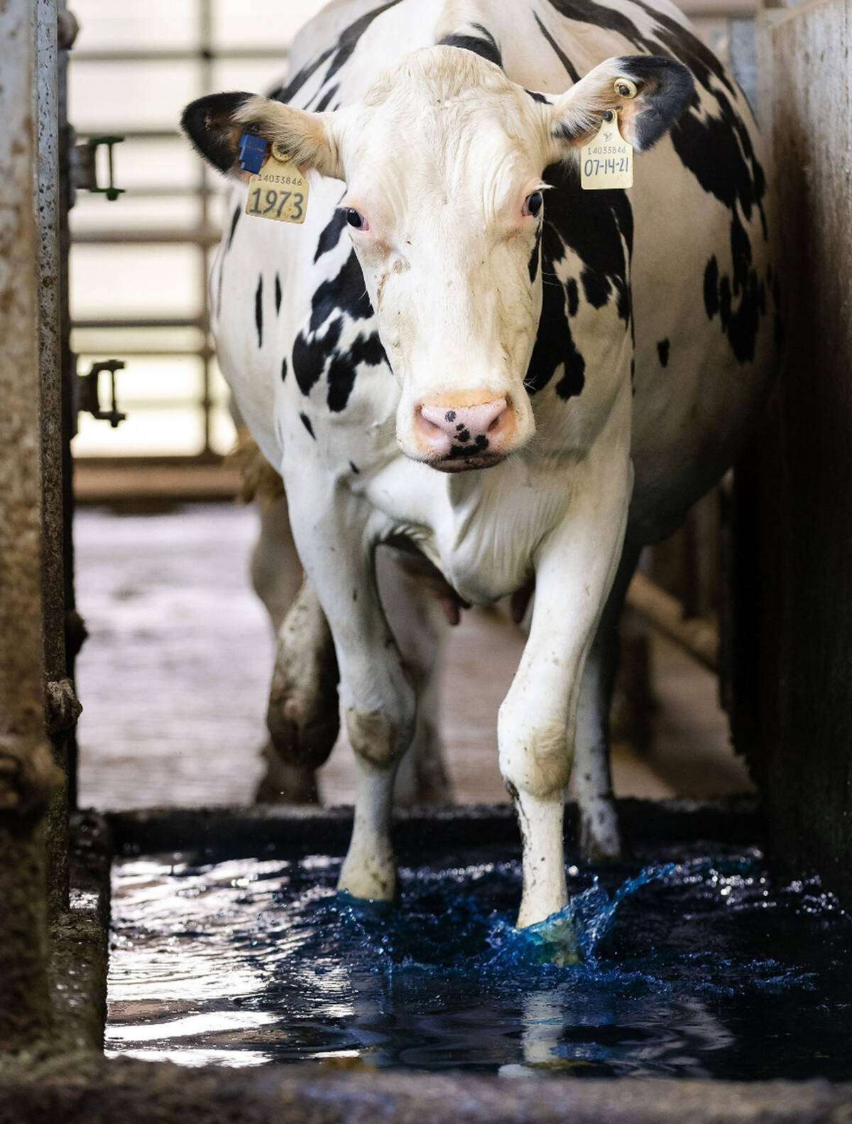 The Bluestride formulation is easier on cows and less stressful. Photo: Courtesy of Bluestride.ca