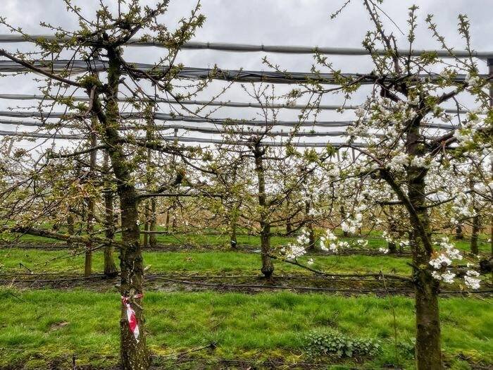 Treated sweet cherry trees (left) are flowering later than untreated trees (right), showing the effect of the experimental treatment on the timing of blossoming. Photo: Courtesy Wiebke Kämper