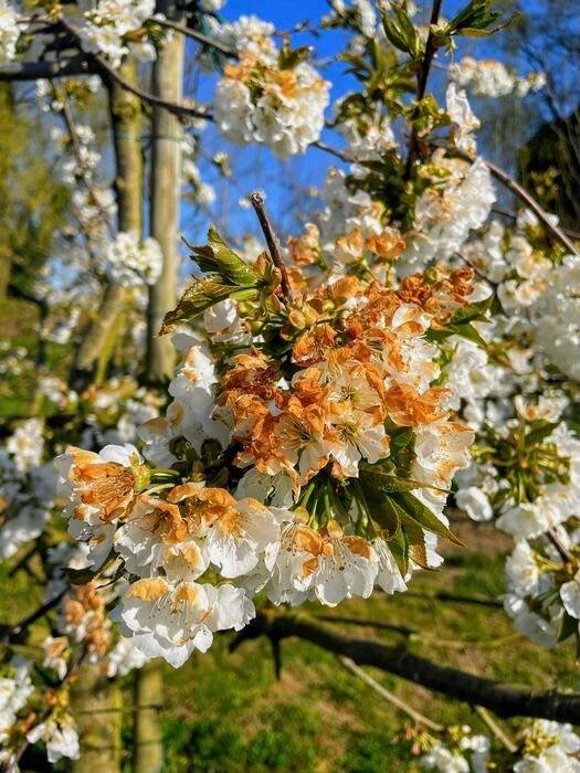 The brown, withered blossoms show the effects of frost on a sweet cherry tree in the experimental orchard in Lower Saxony, Germany. Photo: Courtesy Wiebke Kämper