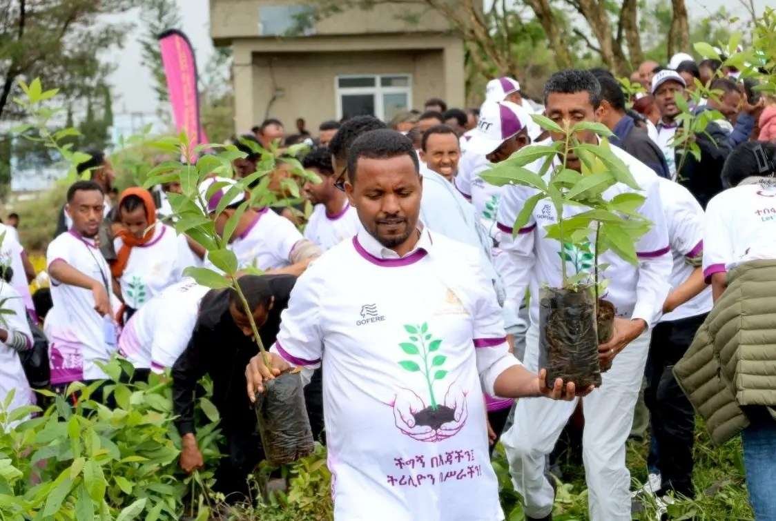 Volunteers in white shirts hold seedlings