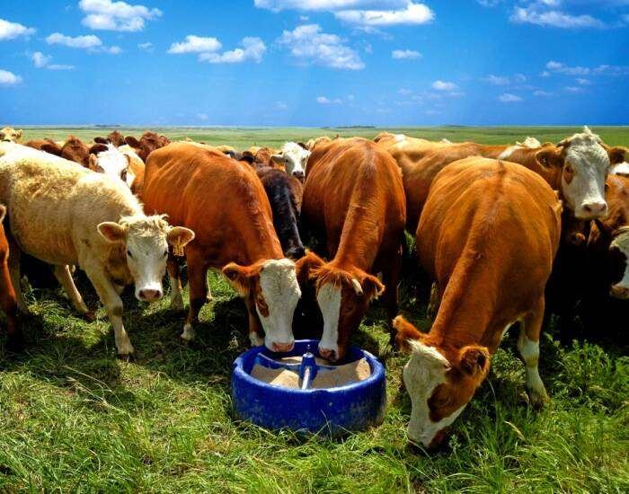 Beef cattle feed from a blue free-choice mineral tub on green summer pasture. Photo: Laura Hoimyr