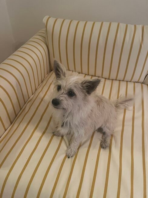 A small, scruffy light-colored dog sits on a cream-colored couch with yellow stripes.