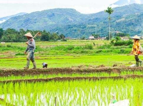 Indonesia Sets New Rules for Farm Carbon Credits and Farmer Benefits