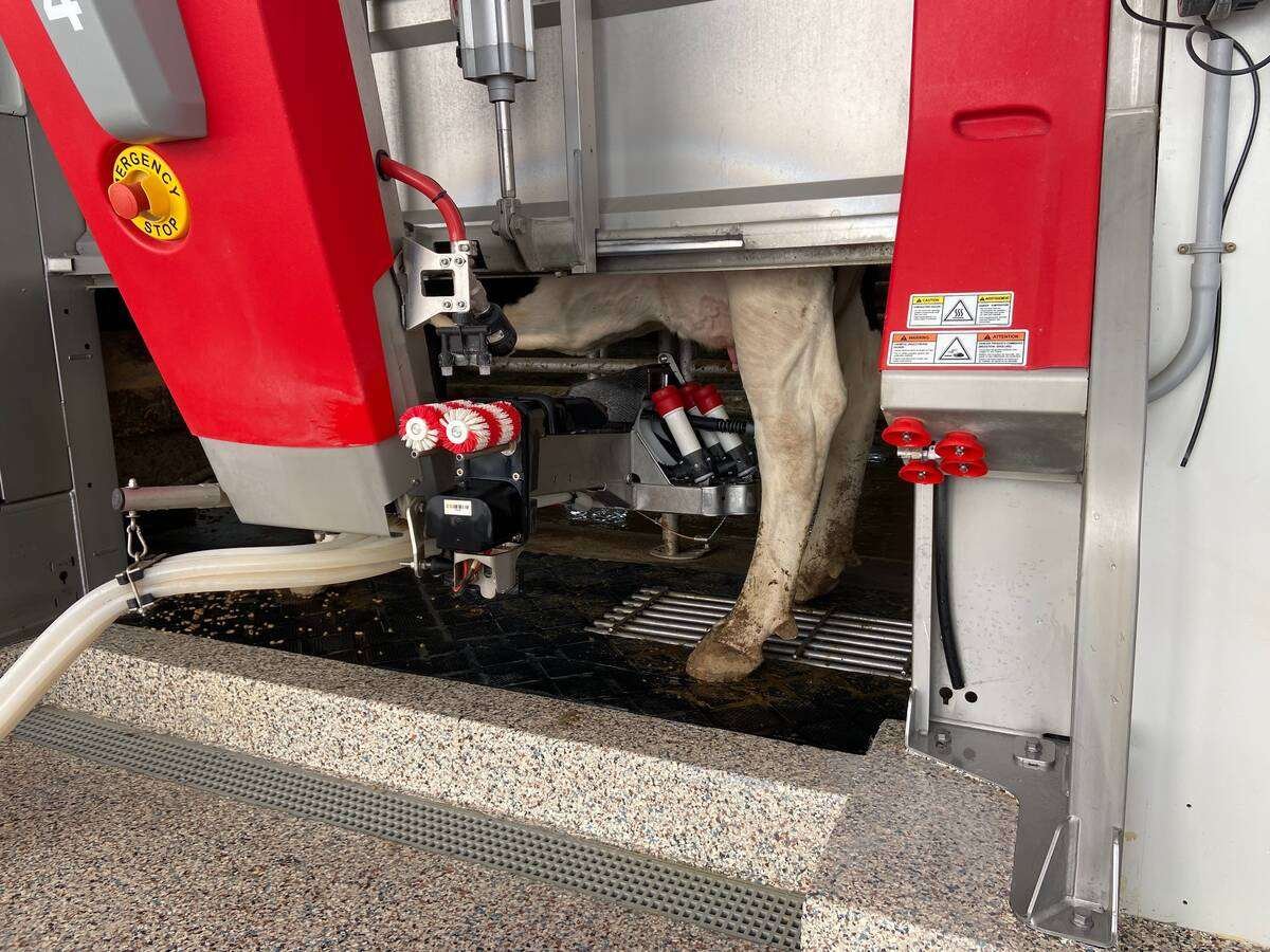 Lely milking robot and cow. Photo: John Greig