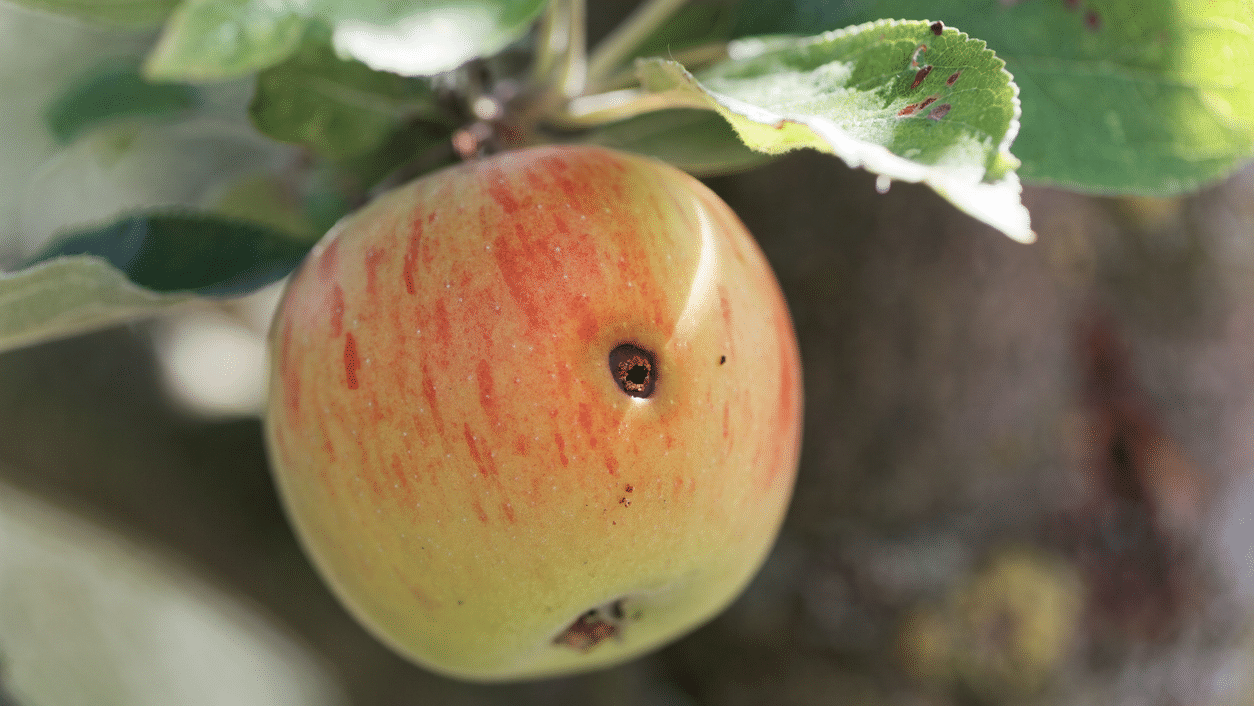 Codling-moth-on-apple-iStock-weisschr