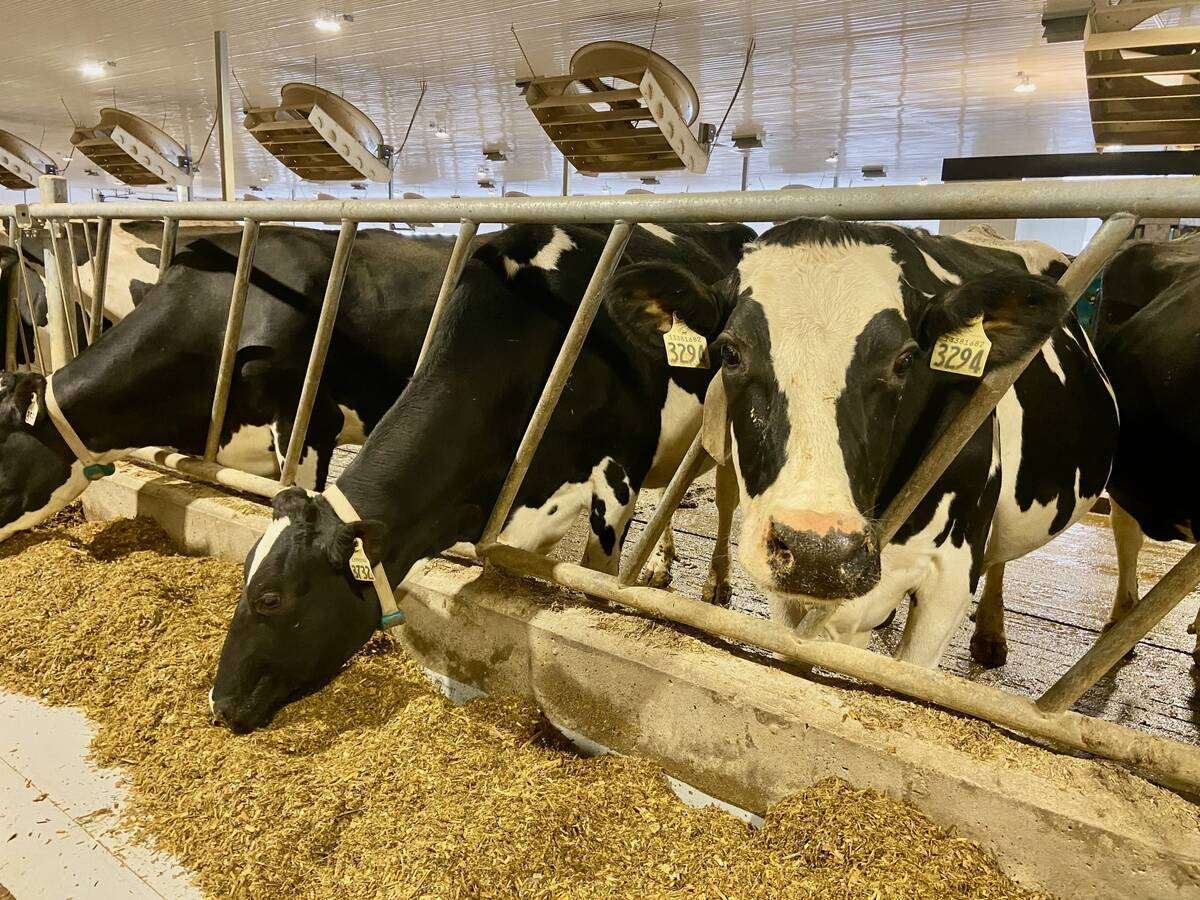 Getting the proper feed in front of cows is critical for dry matter intake. Photo: File