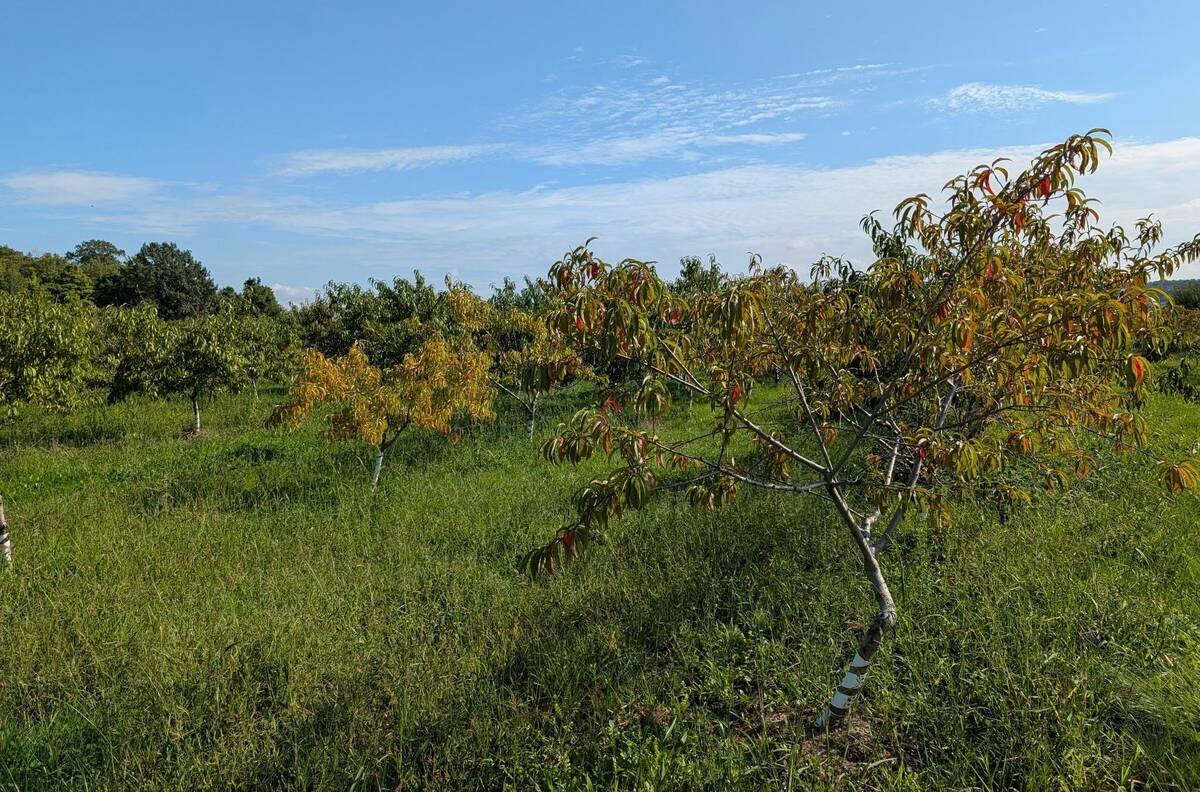 Peach trees show water stress with yellowing leaves from the flood in Lincoln, Ont. Photo: David Hipple