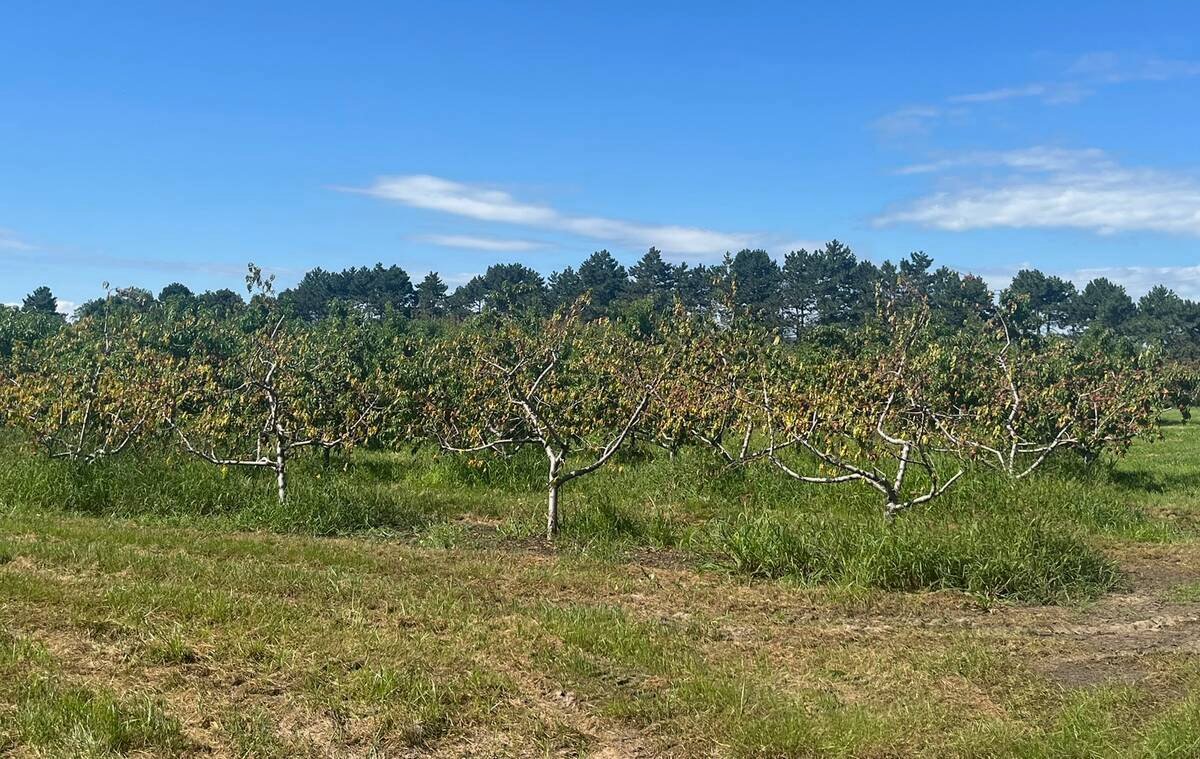 Floods damaged peach trees and left ruts in orchards. Photo: Dr. Jayasankar Subramanian
