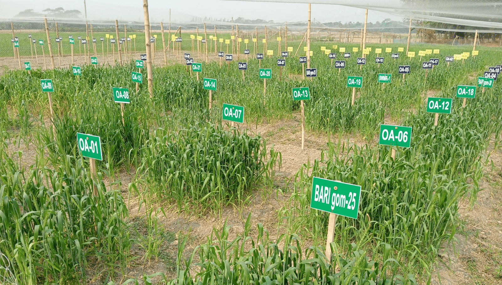 OlsAro Bangladesh field trials Image credit OlsAro