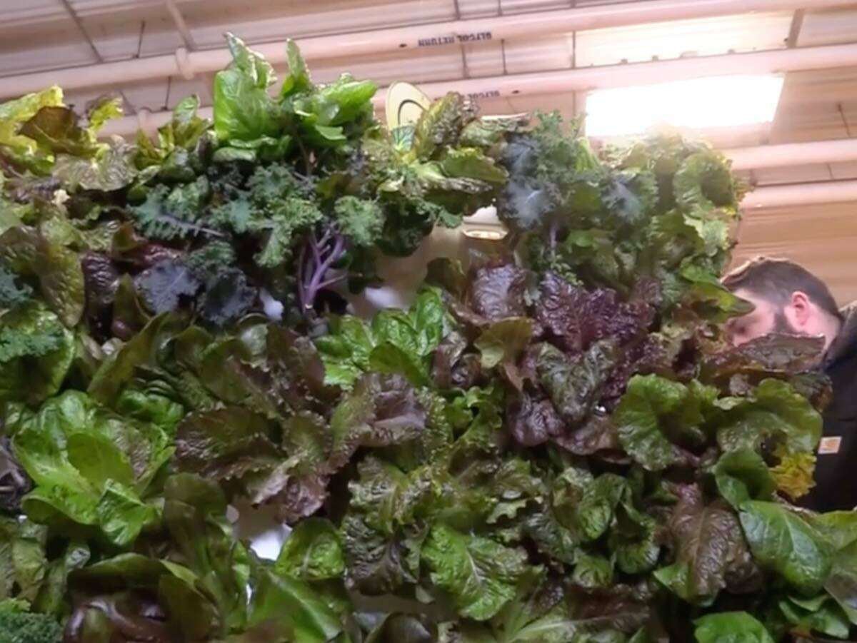 Vertical farms grow crops indoors, often without natural sunlight, and can use hydroponic, aeroponic or soil-based systems. Photo: File