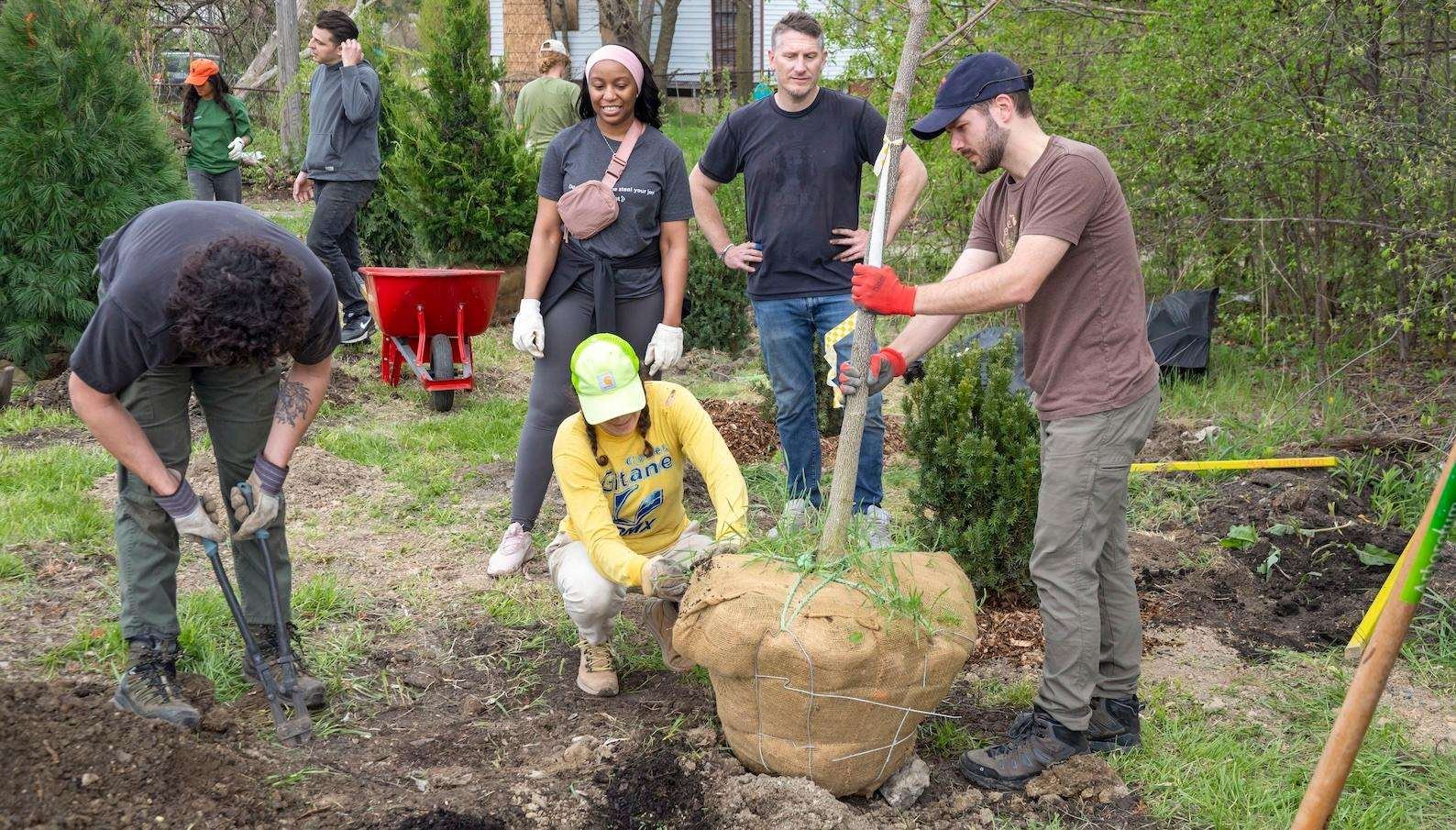 A small group of people gather round as a tree sapling is planted