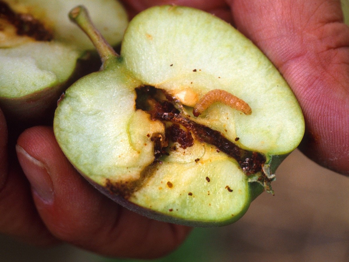 codling moth larva on an apple sliced in half