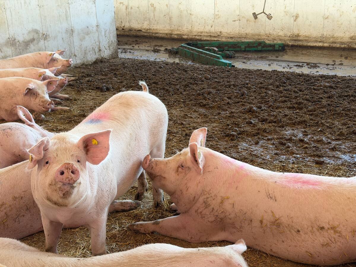 Sows rest on straw at the front of a pen, with a green alley scraper in the manure alley behind them. Photo: John Greig