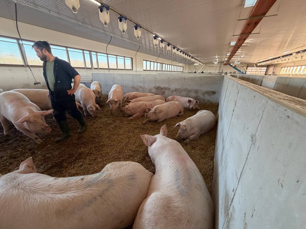 Sows lie and walk on straw bedding in a wide, window-lit gestation pen. Photo: John Greig
