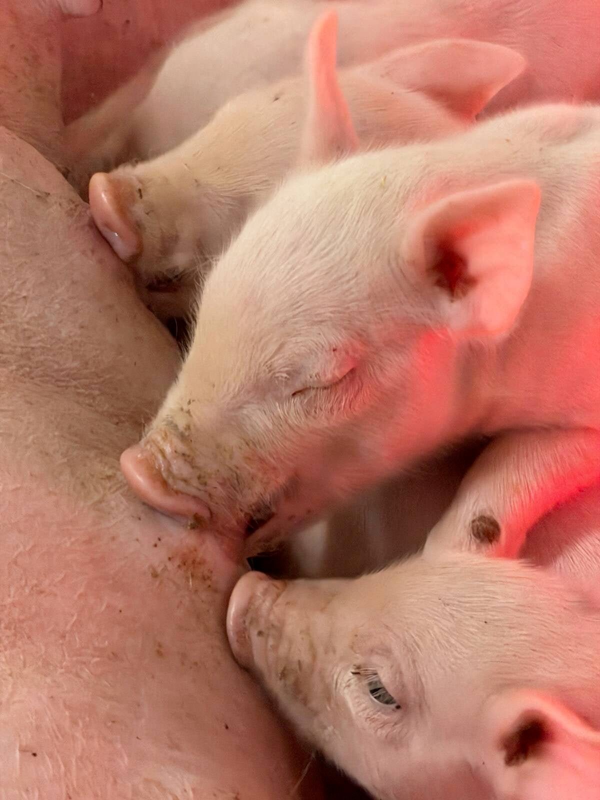 Piglets nurse under a heat lamp. Photo: John Greig