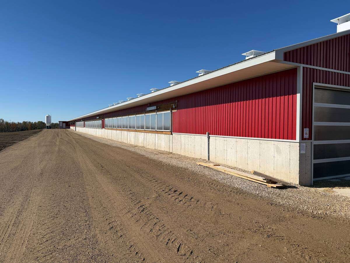 A long red and white hog barn with a row of side windows, beside a gravel laneway. Photo: John Greig