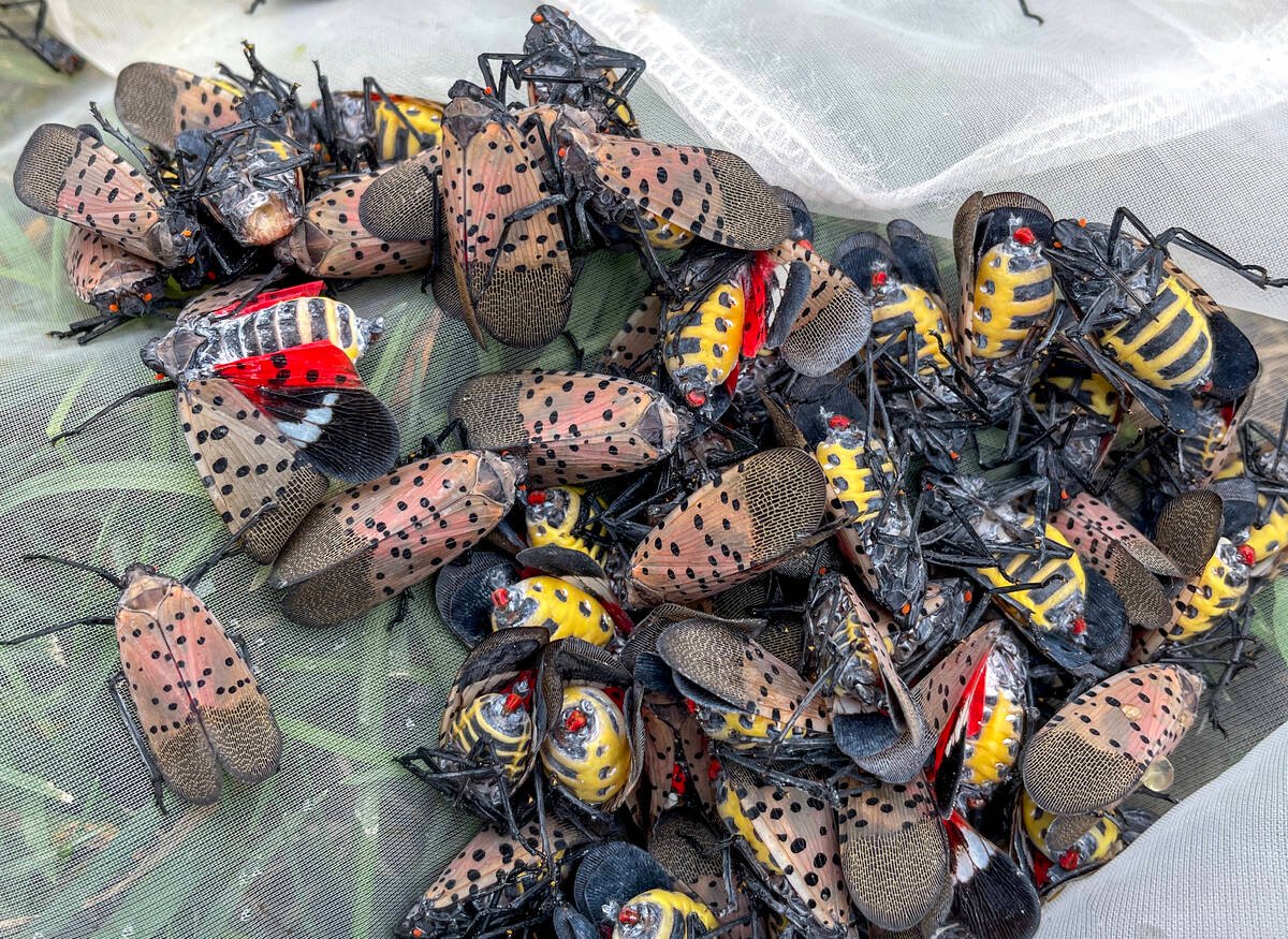 A cluster of spotted lanternflies in netting. Photo: Lauren Des Marteaux, Agriculture and Agri-Food Canada