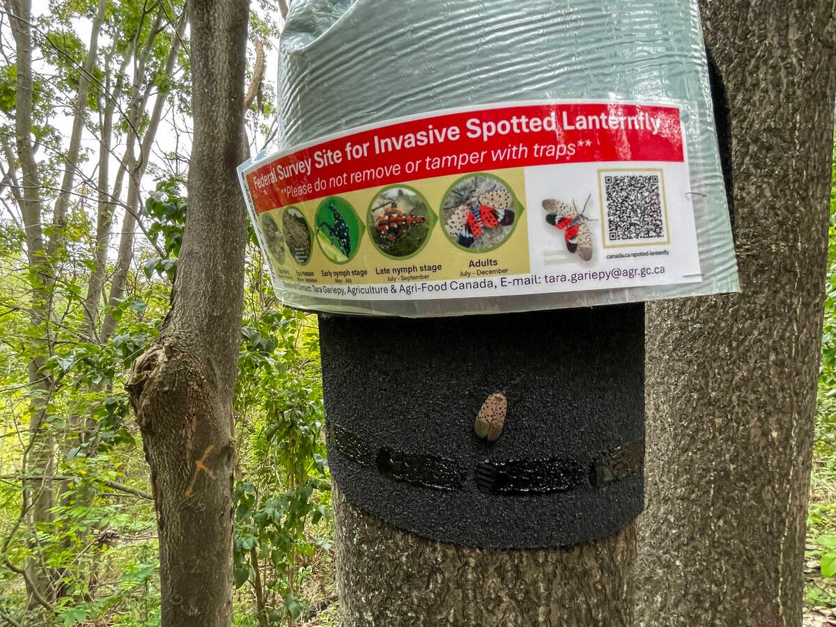Researchers are using tree-mounted traps to attract the spotted lanternfly to assess population and spread. Photo: Lauren Des Marteaux, Agriculture and Agri-Food Canada