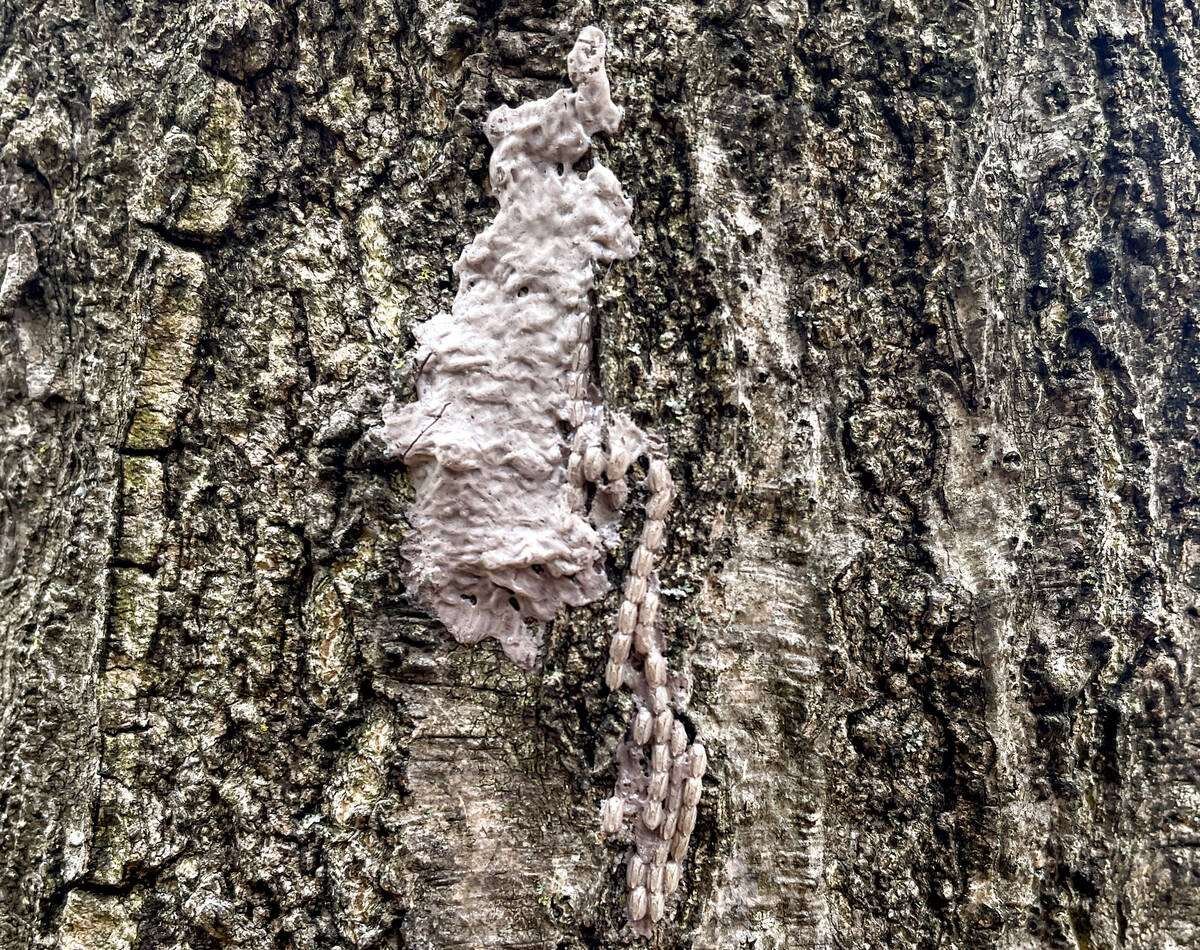 Spotted lanternfly eggs look like dried grey toilet paper clumps against bark. Photo: Lauren Des Marteaux, Agriculture and Agri-Food Canada