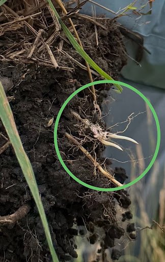 root crown stockpiled