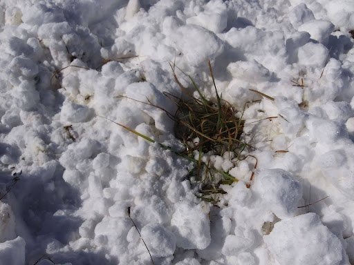 stockpiled forage beneath snow