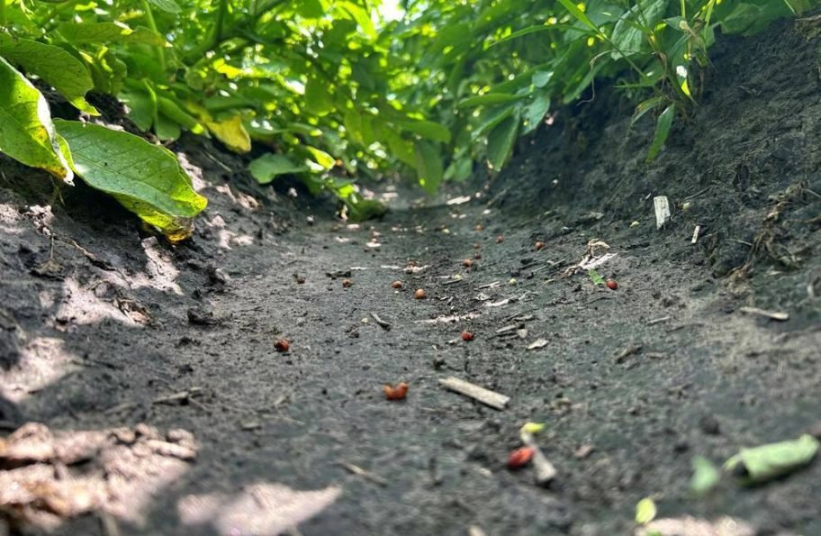 Validation trial in Manitoba for Colorado potato beetle in potatoes using Syngenta's Incipio. Photo: Syngenta Canada