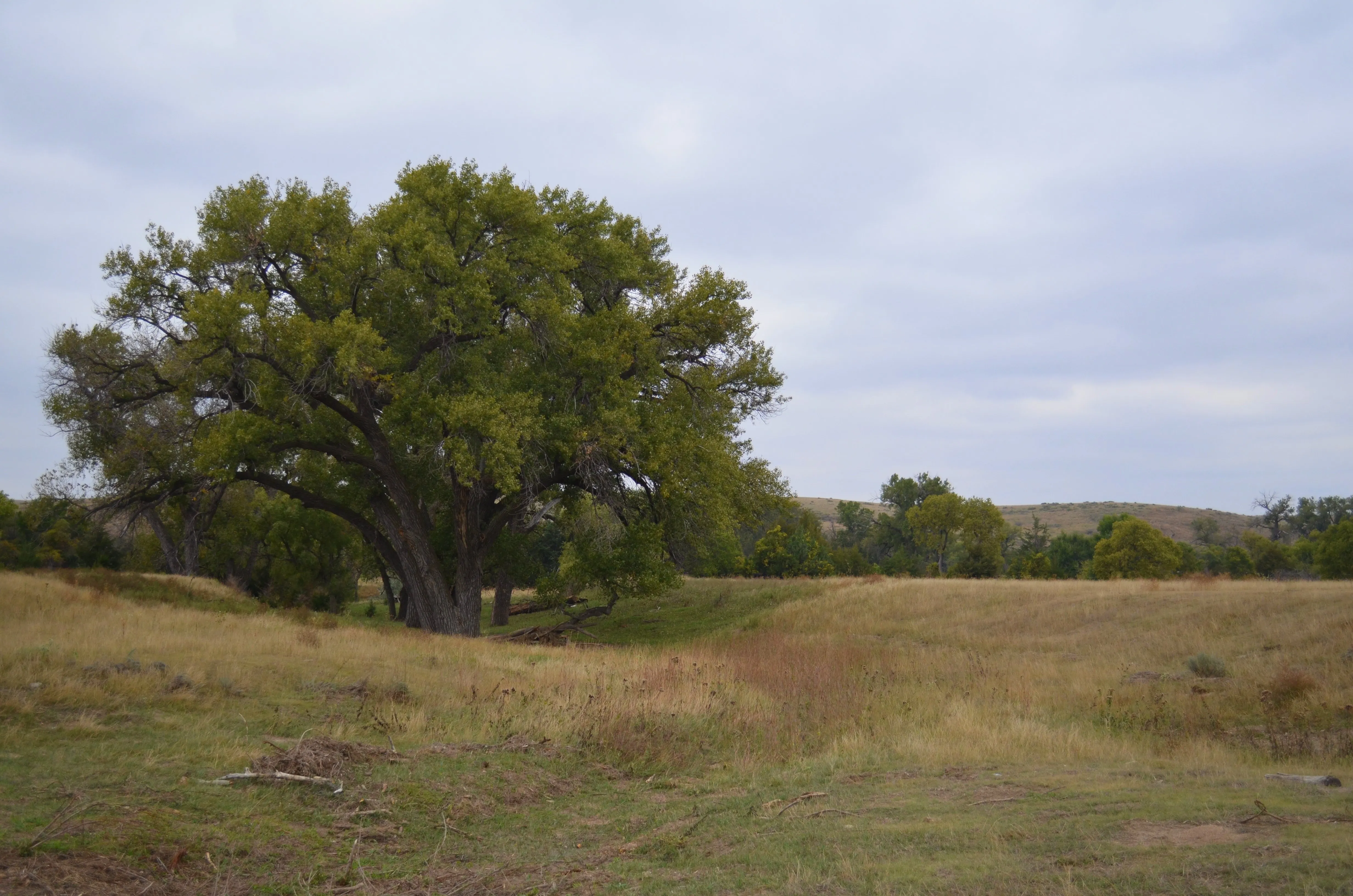 a large red cedar grows in a field